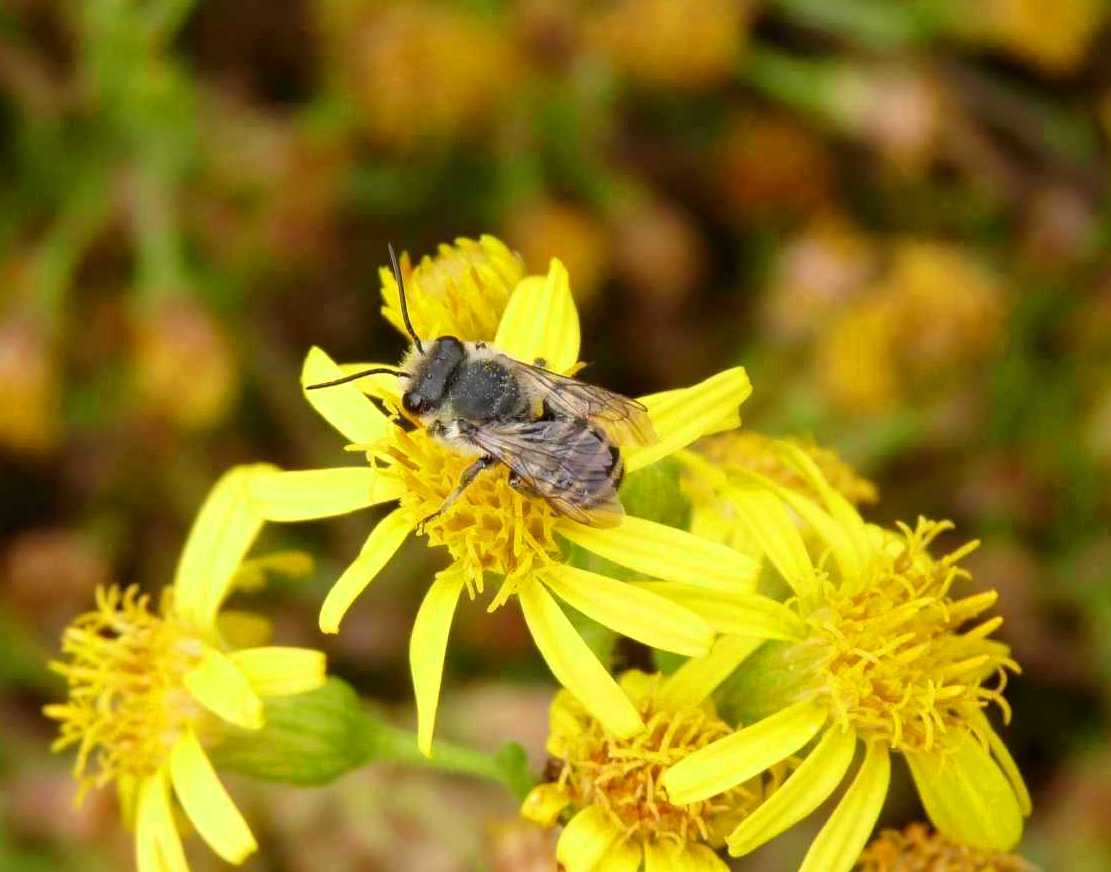 Apidae Megachilinae?   S, Megachile sp.